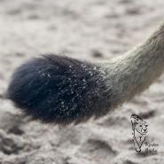 Der Löwe hat in seiner Schwanzspitze einen Hornstachel