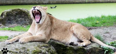 Gähnende Löwin im Allwetterzoo Münster