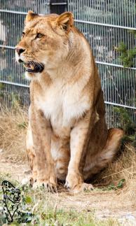 Löwin Nala im Tigerpark Dassow