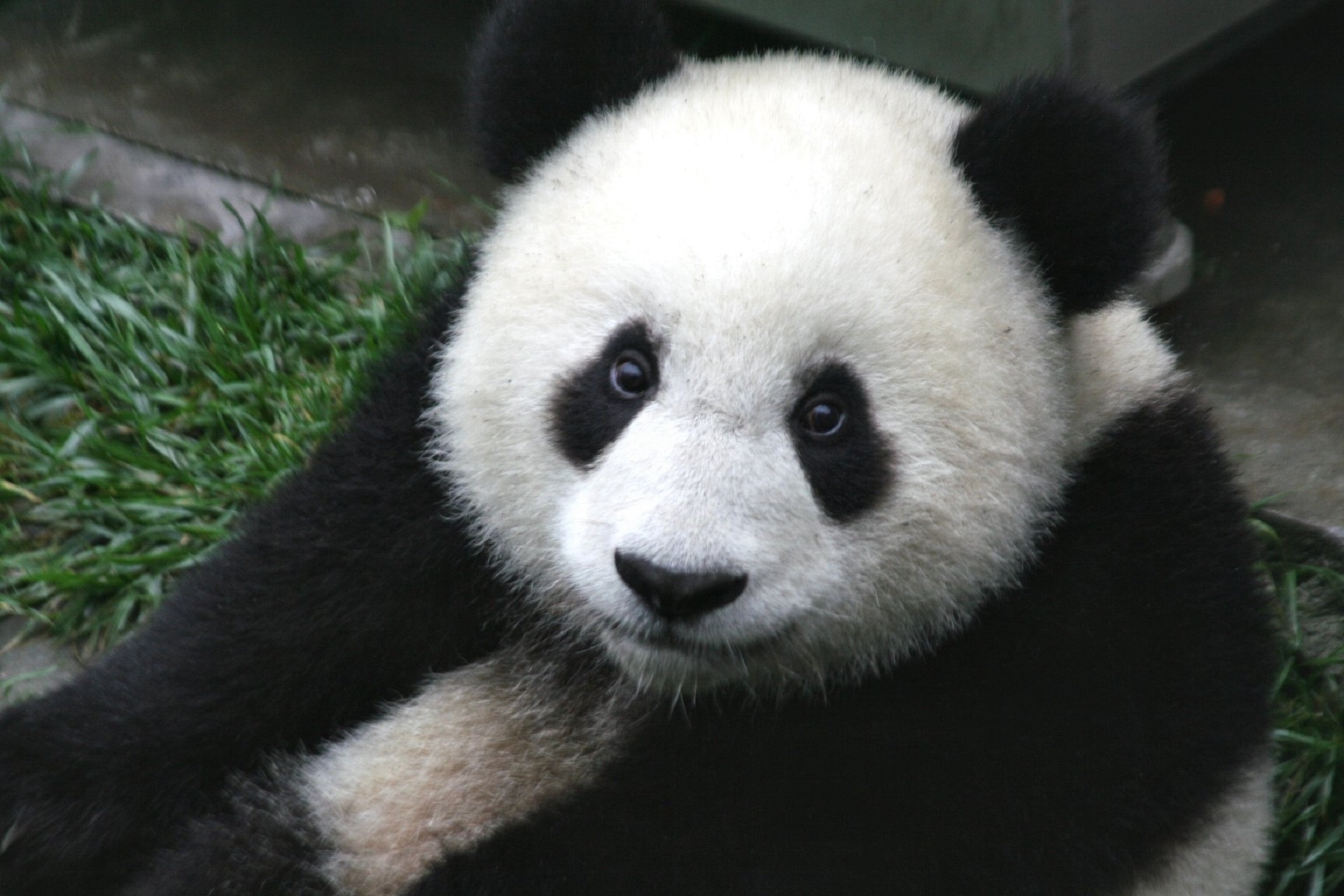 Panda, GÃ©ant, Noir et Blanc, Mignon