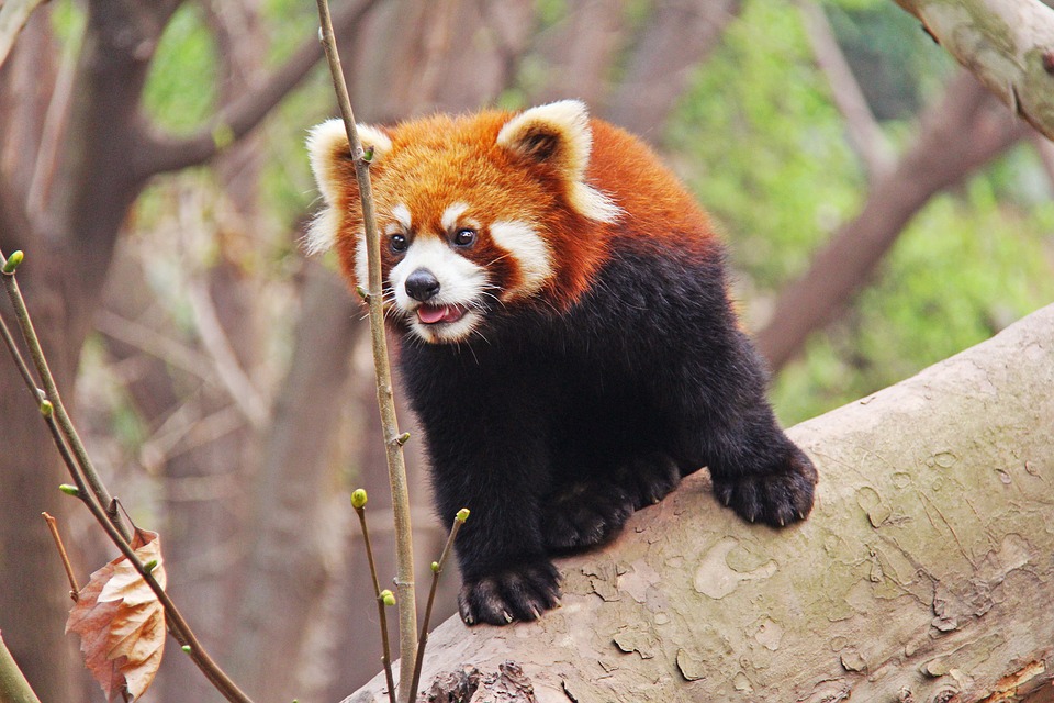 Adorable, Pandas Roux, Sichuan, Noir Et Blanc