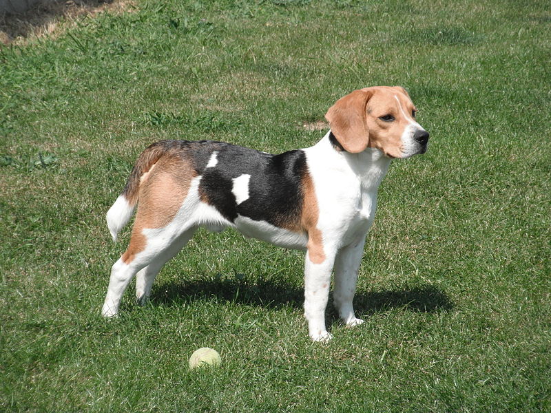 Beagle tricolore