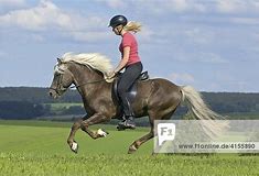 Bildergebnis fÃ¼r islandpferde im galopp
