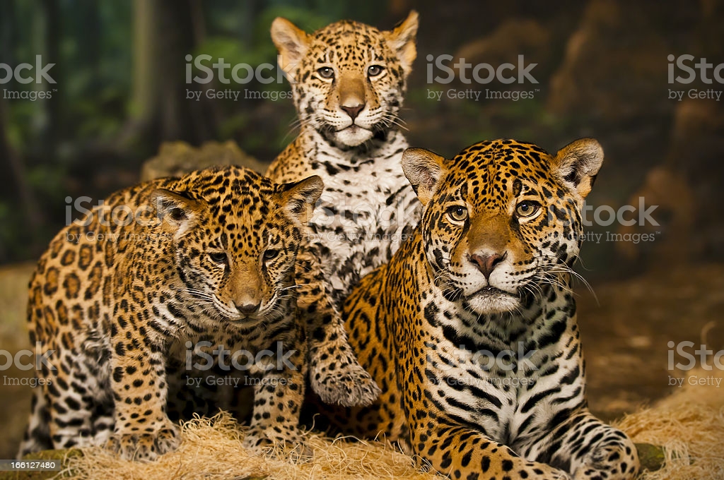 Jaguar Familie - Lizenzfrei Jaguar - Katze Stock-Foto