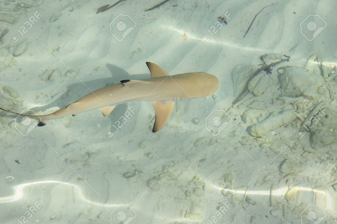 Record : un grand requin blanc s'envole Ã  plus de 4 mÃ¨tres hors de l'eau au  large de l'Afrique du Sud - Geo.fr