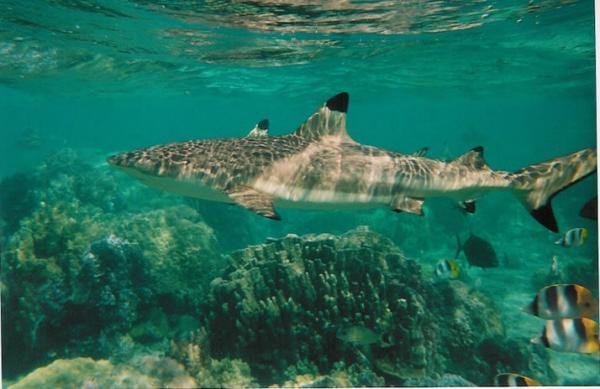 REQUINS tigre,bouledogue,blancs