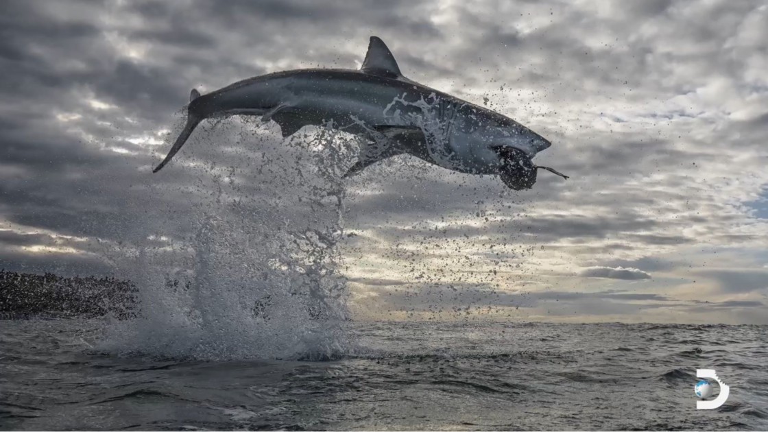 Une touriste de 38 ans meurt aprÃ¨s une attaque de requin Ã  Saint-Martin