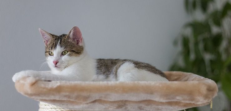 Hacks für Katzeneltern | Kalaydoskop