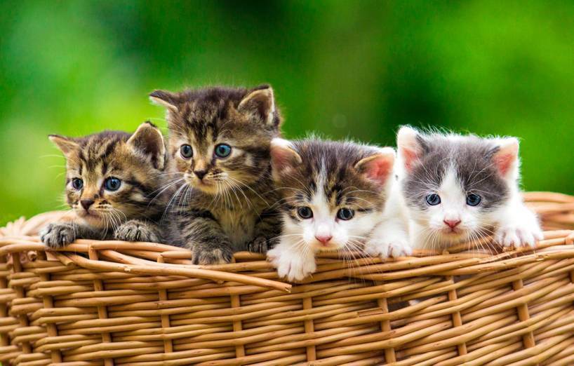 Katzenbabys richtig versorgen - AGILA