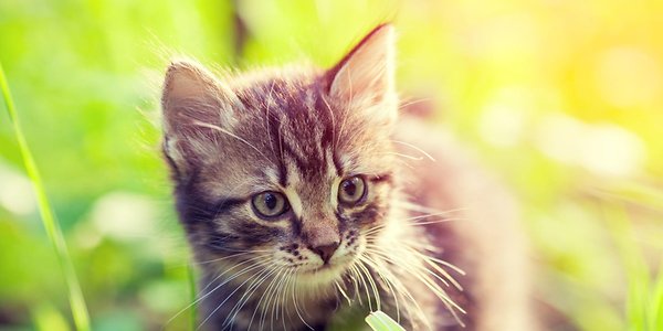Katzen: Das bedeuten Laute und Signale von Katzen wirklich | Kölner  Stadt-Anzeiger