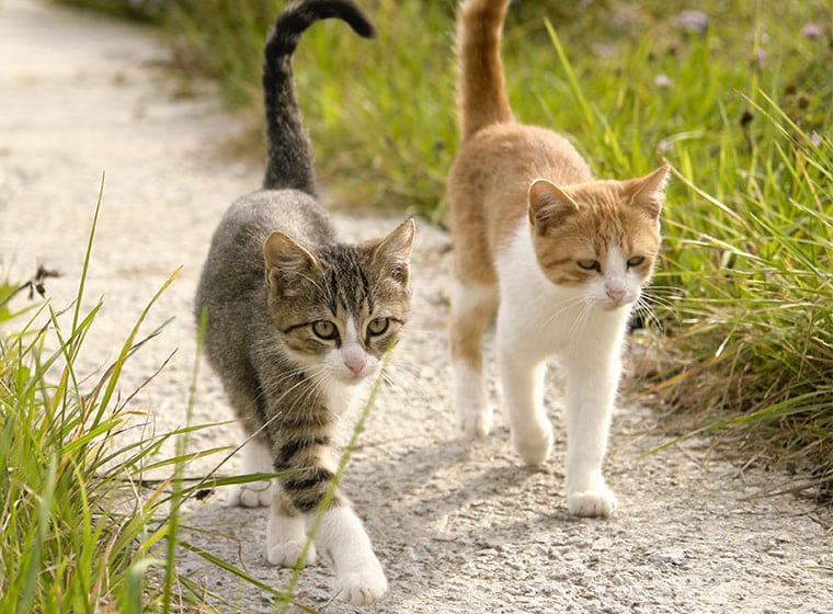 Katzen zusammenführen – Freunde fürs Leben? Teil 1 | ZooRoyal Magazin