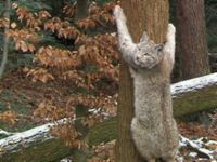 Ein Luchs klettert an einem Baumstamm hoch (Bild: SWR)