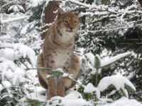 Luchs im verschneiten Wald (Bild: SWR)