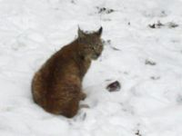 Luchs im Schnee (Bild: SWR)