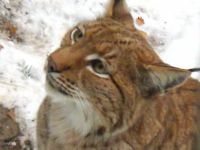 Luchs (Bild: SWR)