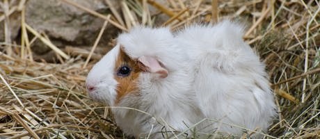 Ein Meerschweinchen (Foto: Colourbox)