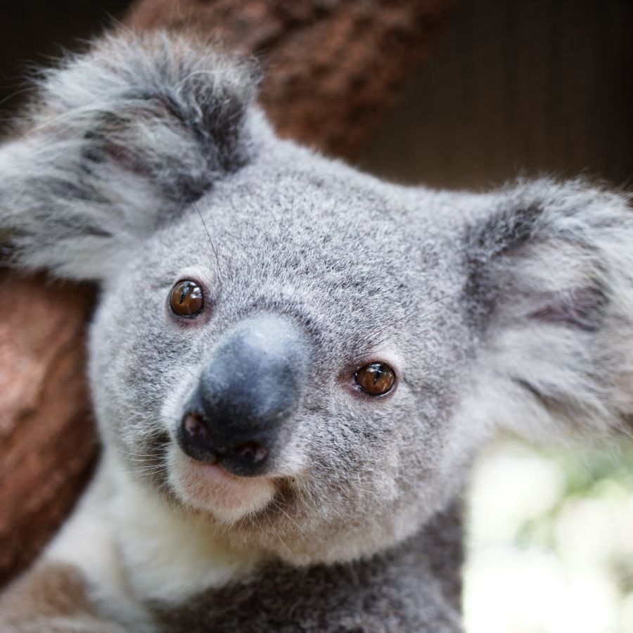 Friends of the Koala