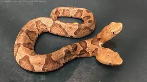 Un serpent ÃƒÂ  deux tÃƒÂªtes trÃƒÂ¨s rare dÃƒÂ©couvert en Virginie