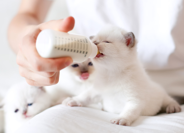 6 conseils pour nourrir les chatons en toute sécurité au biberon - Animaux  Info : Votre source numéro 1 d'informations et Tutoriels sur les animaux