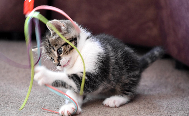 Pourquoi le chat a besoin de jouer pour son bien-être ?