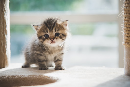 Chaton : 10 choses à savoir pour bien l'éduquer !