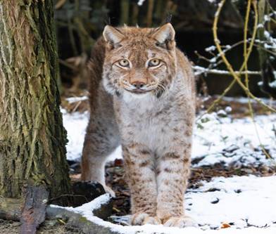 https://bioparc-geneve.ch/app/uploads/2021/05/lynx-boreal-600x600.jpg