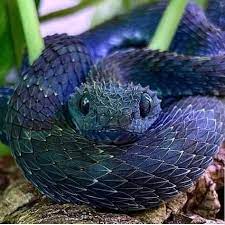 Trimeresurus insularis bleue | Matthieu Berroneau - Photographe