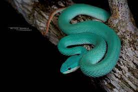 Which snake species are blue in color and have a good temperament for  handling? - Quora