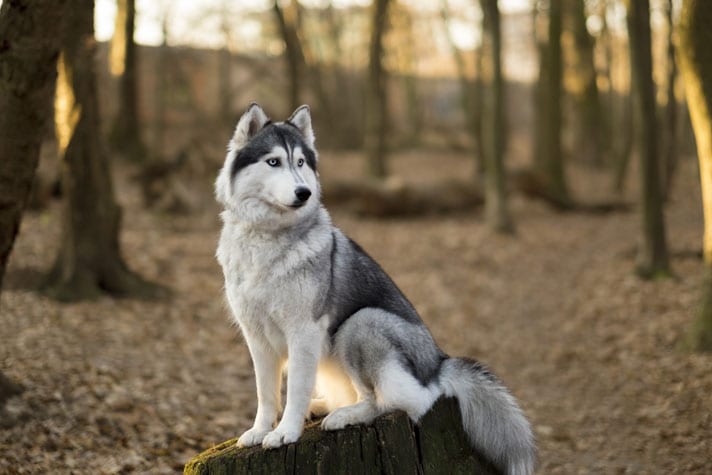 Training Secrets for Siberian Huskies | BeChewy