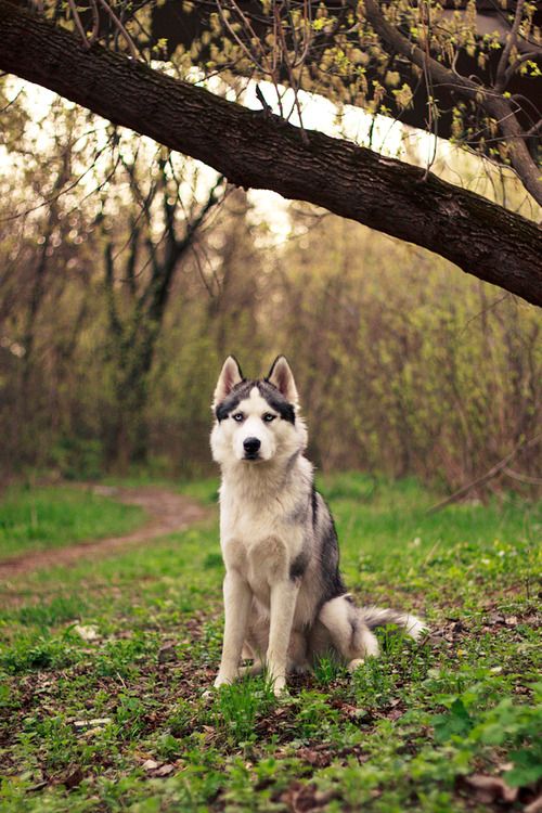 Three Dogs Night. | Siberian husky, Husky dogs, Pure breed dogs