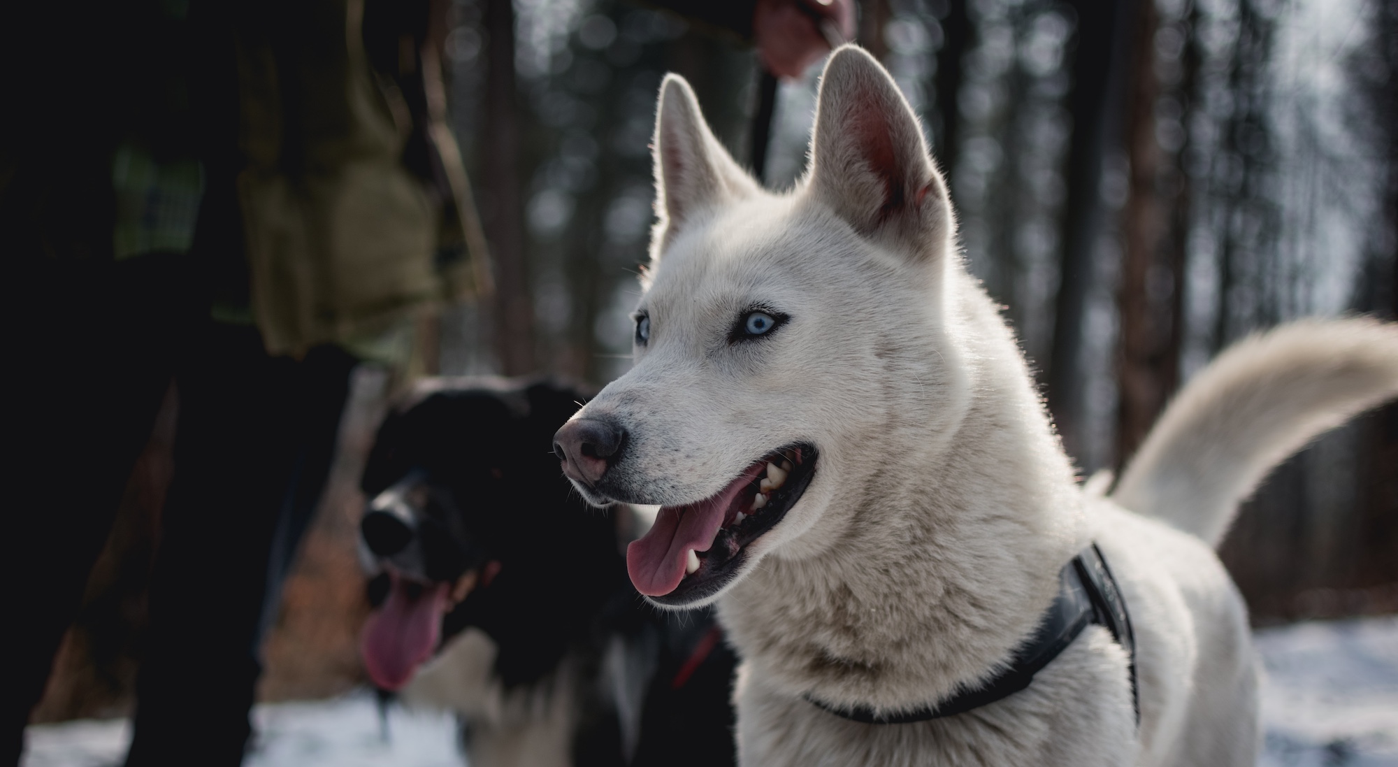 The Husky Care Guide: Food, Personality, Exercise, And More