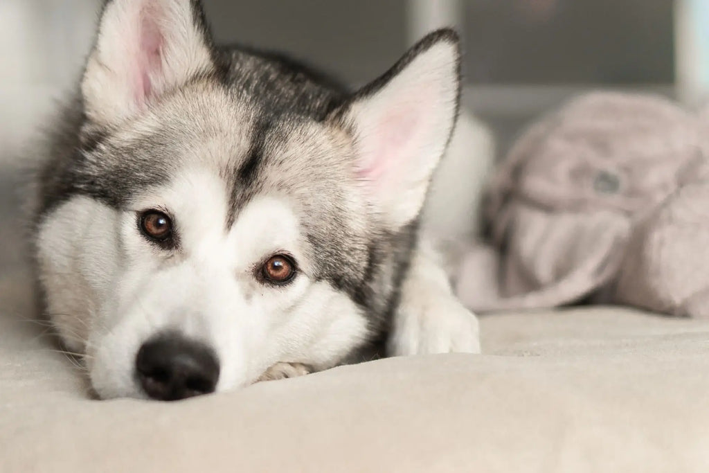 How Big Can Huskies Get? - The Healthy Dog Co