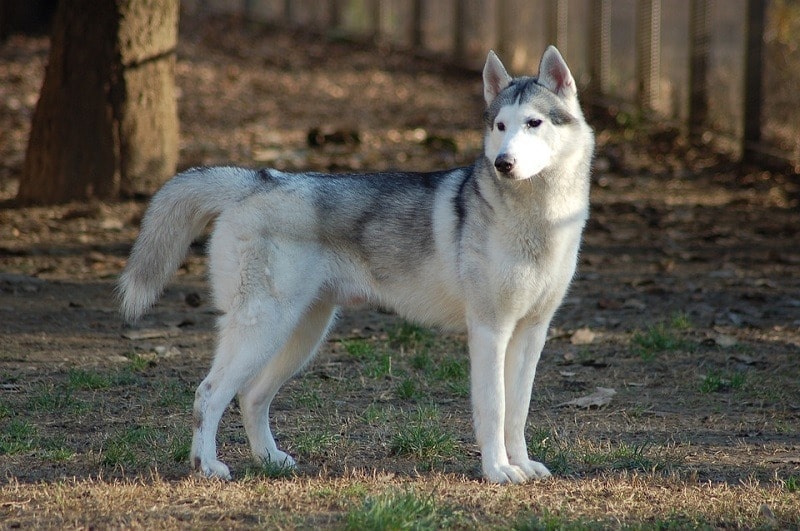 How Much Does a Siberian Husky Cost? (2022 Price Guide) | Hepper