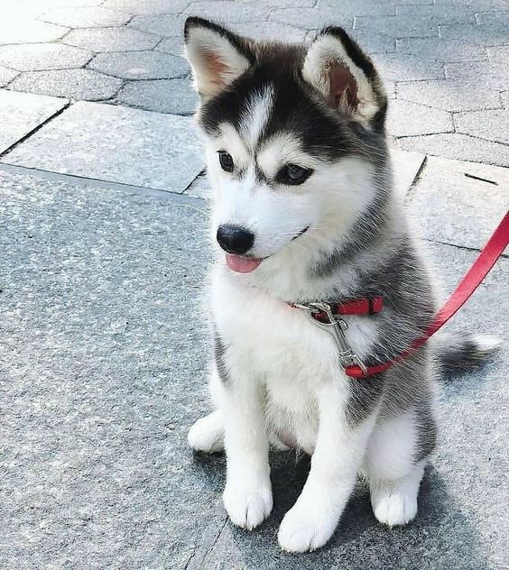 Cute Husky puppy | Cachorros husky, Perro husky, Perros huskies