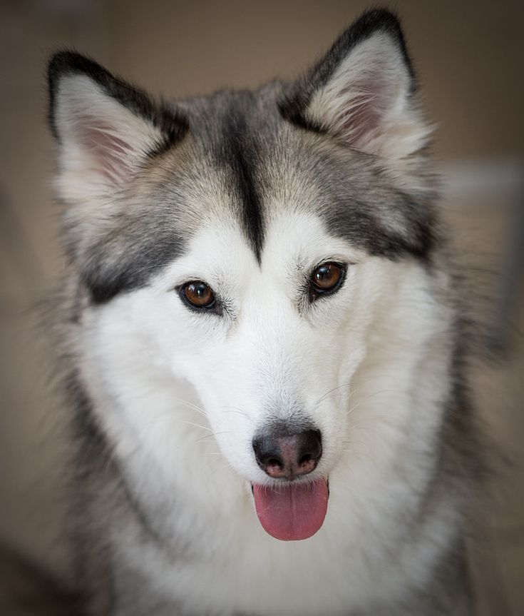 JAA 3538-2 - Siberian Husky - Wikipedia | Siberian husky facts, Siberian  husky, Husky