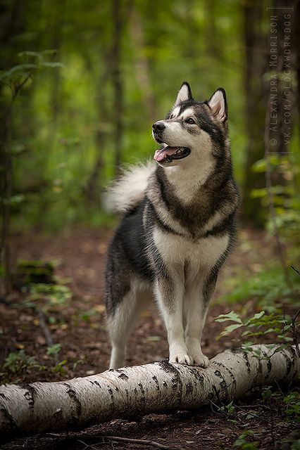 This husky looks so happy to be out and about in the woods #adventure  #forest | Cute animals, Beautiful dogs, Cute dogs