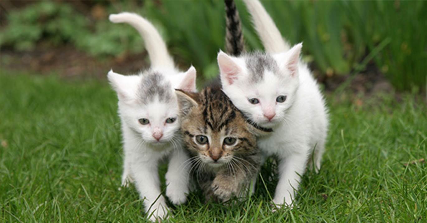 3 chatons