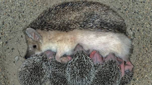 Igel: Markenzeichen: Stachelpelz | BR Kinder - eure Startseite