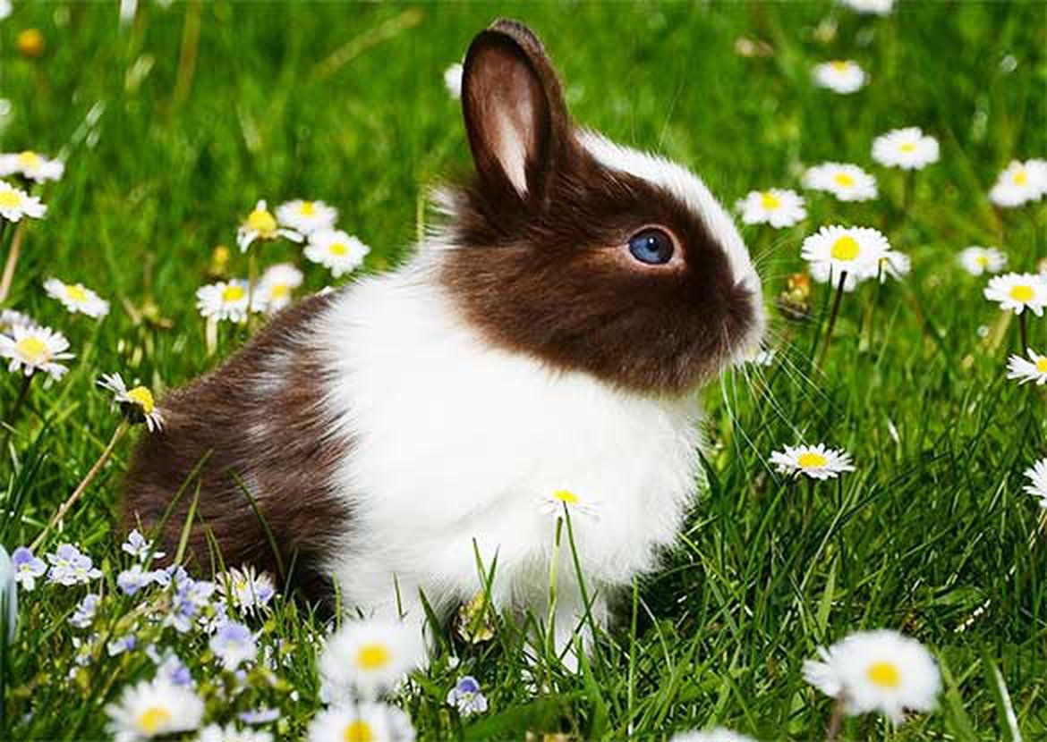 Animaux de compagnie, un lapin dans votre jardin | Schilliger