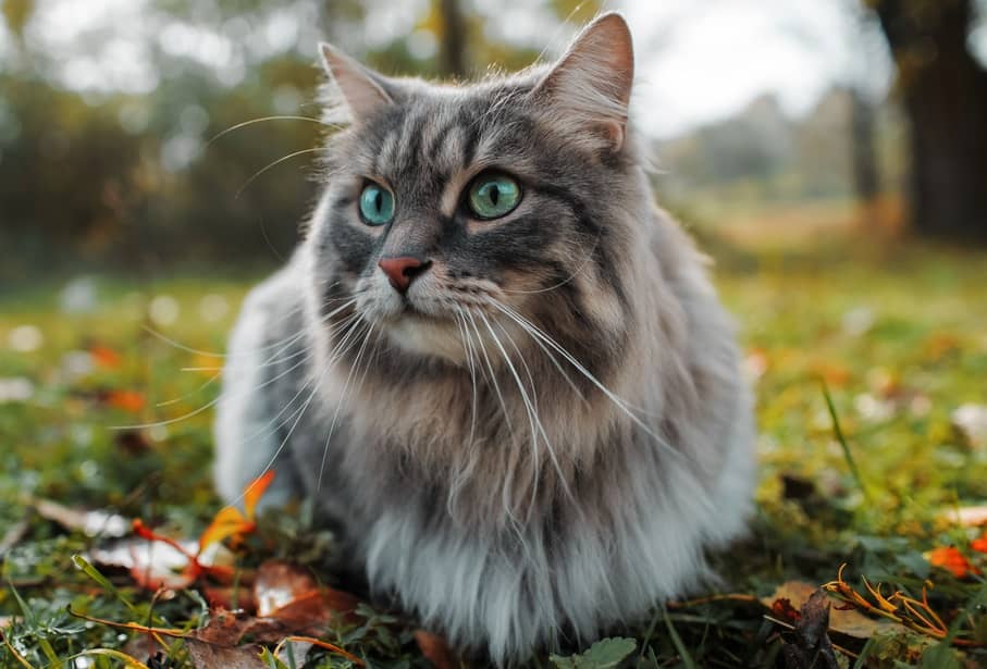 Race de chats à poils long : Laquelle choisir ?