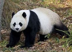 Image result for panda geant