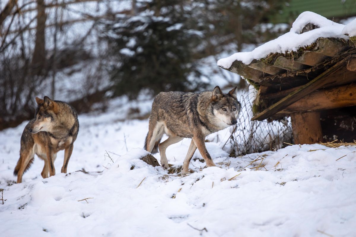 Beim Weiler Gutsch (Gemeinde Oberägeri ZG) wurde am Montagabend ein Wolf gesichtet,