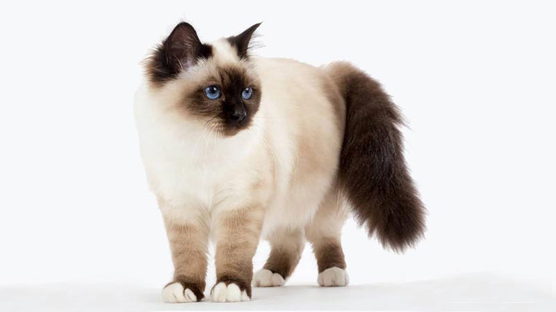 SacrÃ© de Birmanie â€“ Felinophile