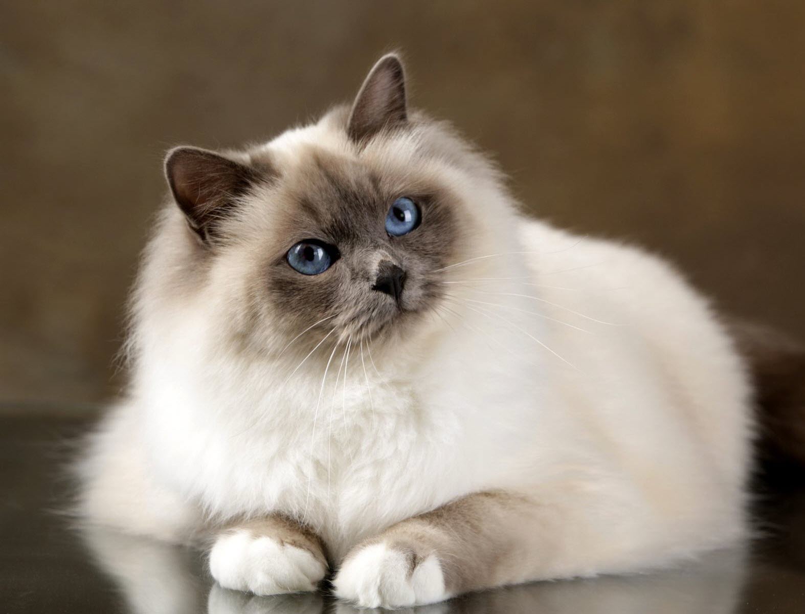 Animaux. SacrÃ© amour de chat birman