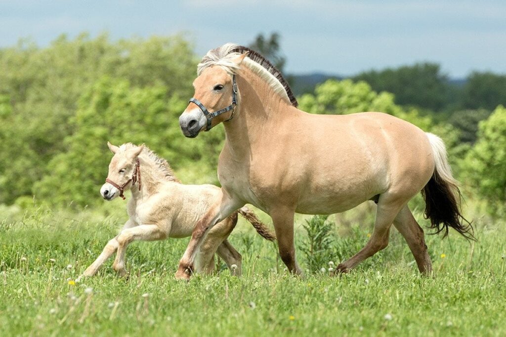 What Is a Baby Horse Called? Equine Terms, Facts & FAQs | PangoVet