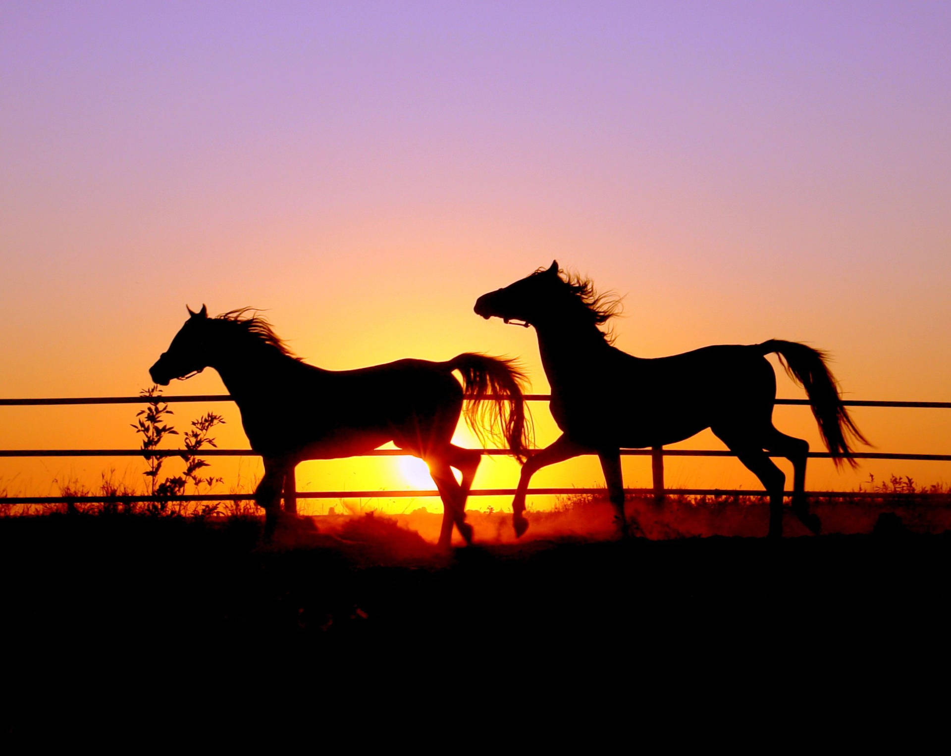 Download free Two Cute Horses On Sunset Wallpaper - MrWallpaper.com