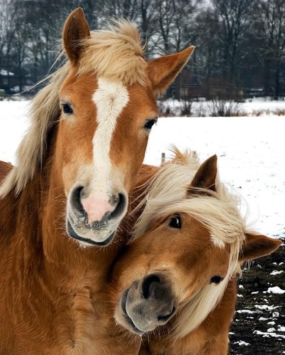 beautiful-horses-ponies-horse-pony-cute-animal-pictures-pics - Upper  Peninsula Animal Welfare Shelter