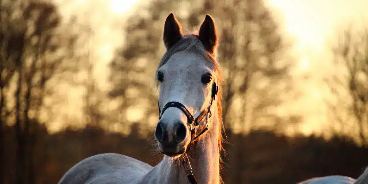 Les différentes communications du cheval - Husse