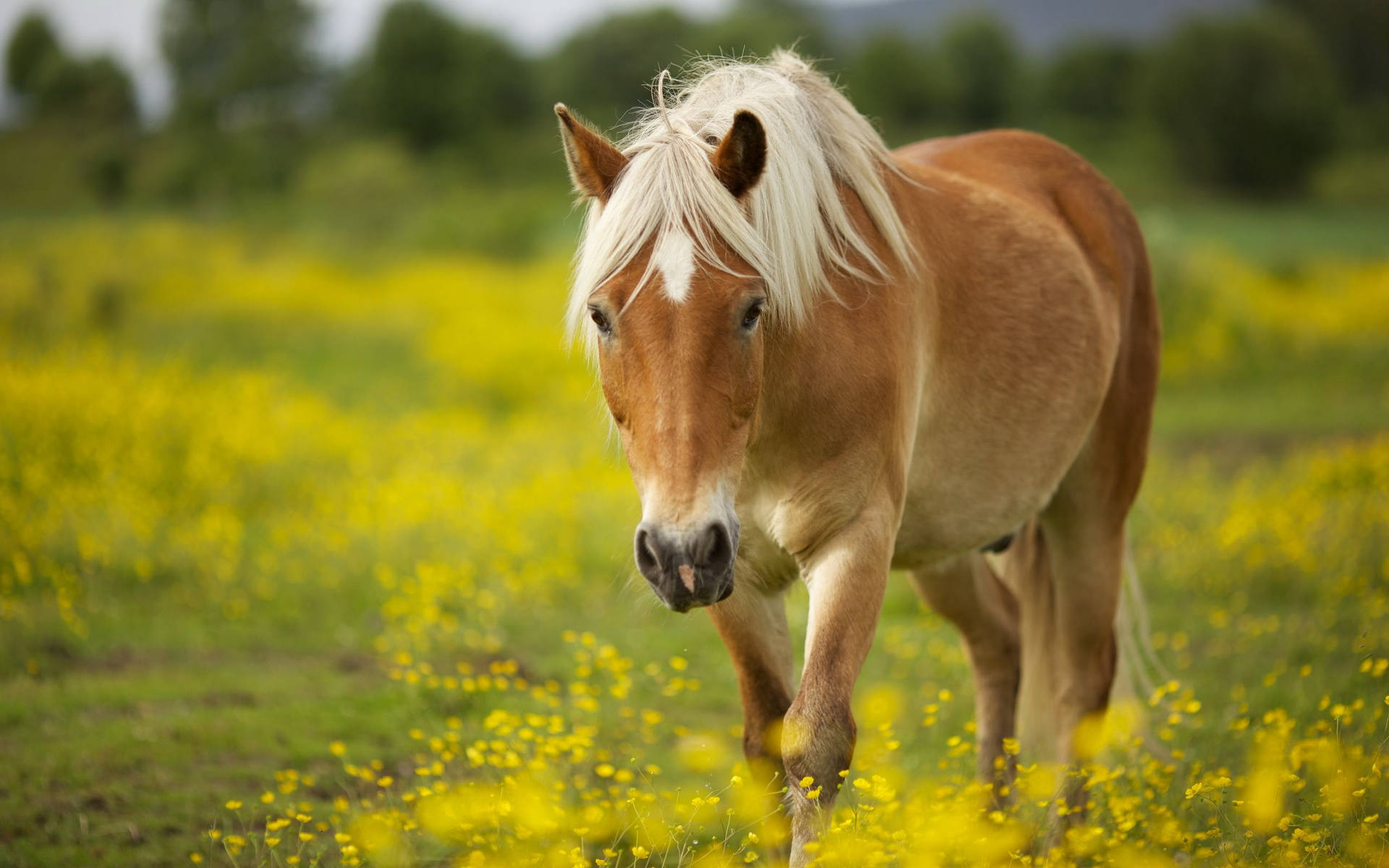 100+] Cute Horse Wallpapers | Wallpapers.com