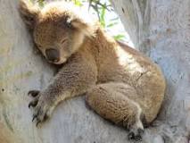 Koala-Nickerchen, Natur und Tierwelt, Victoria, Australien